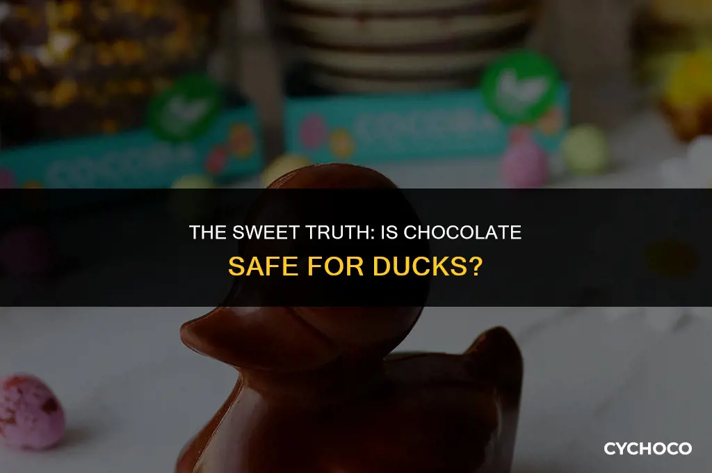 is chocolate bad for ducks