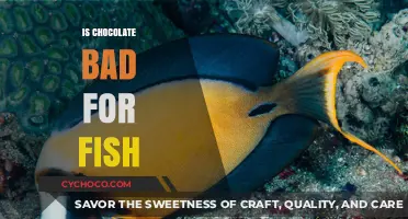 The Sweet Deception: Why Chocolate is Toxic to Fish