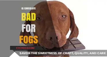 Decoding the Myth: Is Chocolate Truly Harmful to Our Canine Companions?