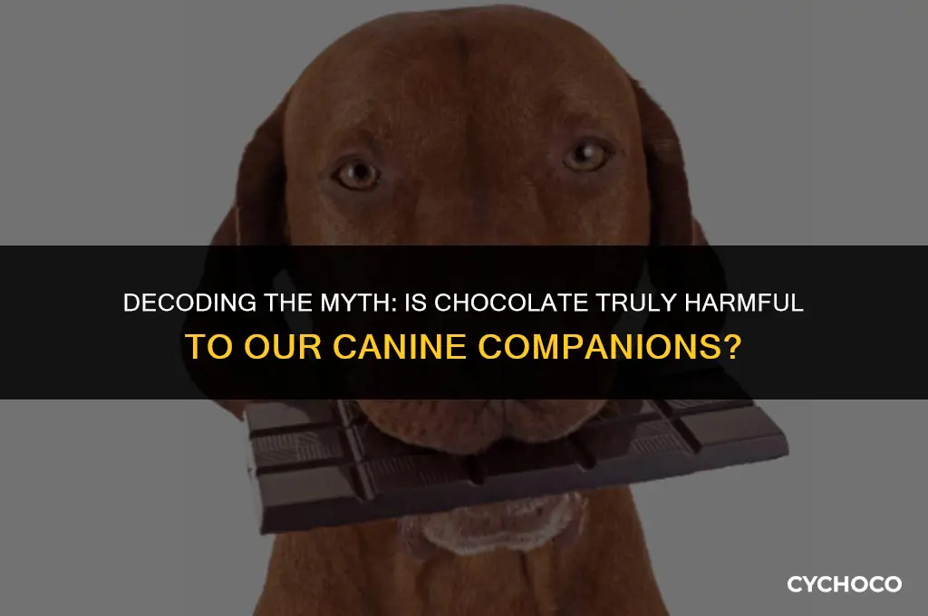 is chocolate bad for fogs