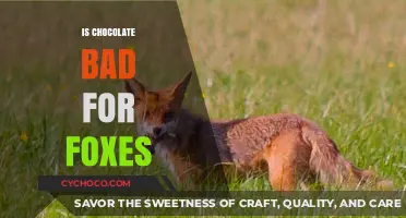 The Sweet Deception: Why Chocolate is Harmful to Foxes