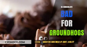 The Sweet Debate: Is Chocolate Safe for Groundhogs?