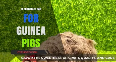 The Sweet Truth: Is Chocolate Safe for Guinea Pigs?
