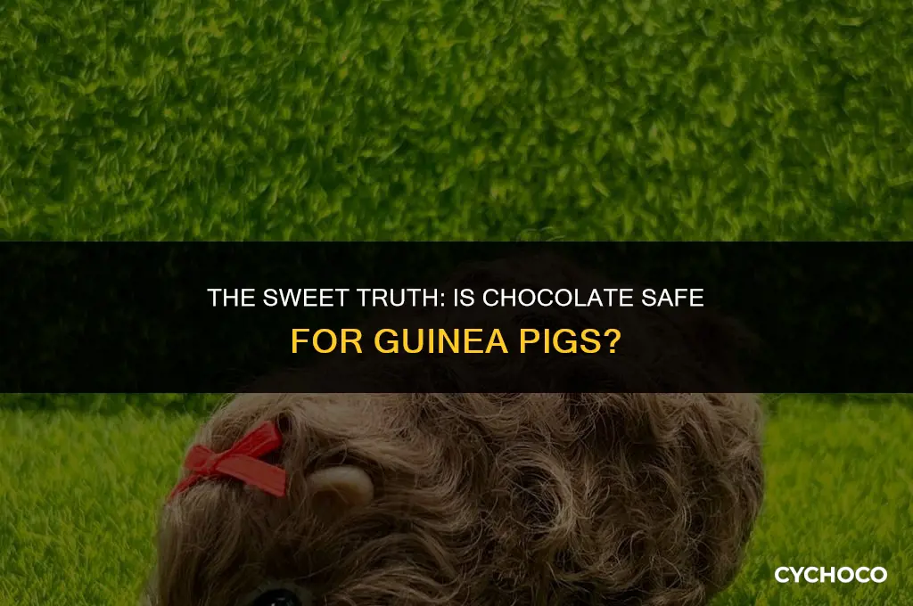 is chocolate bad for guinea pigs