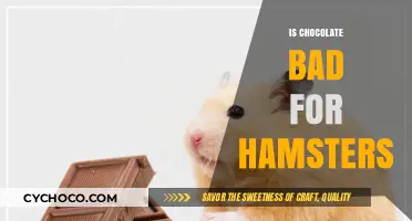 The Sweet Debate: Is Chocolate Safe for Hamsters?