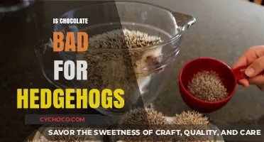 The Sweet Dilemma: Is Chocolate Safe for Our Spiky Friends?