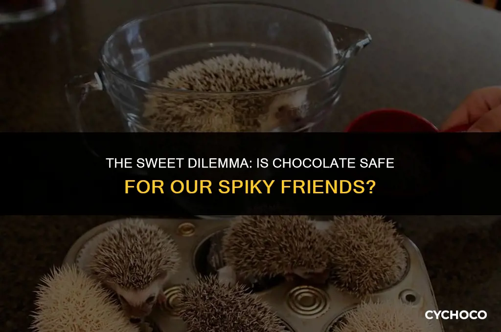 is chocolate bad for hedgehogs