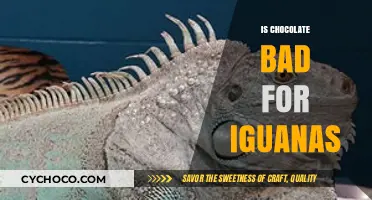 The Sweet Truth: Is Chocolate Safe for Iguanas?