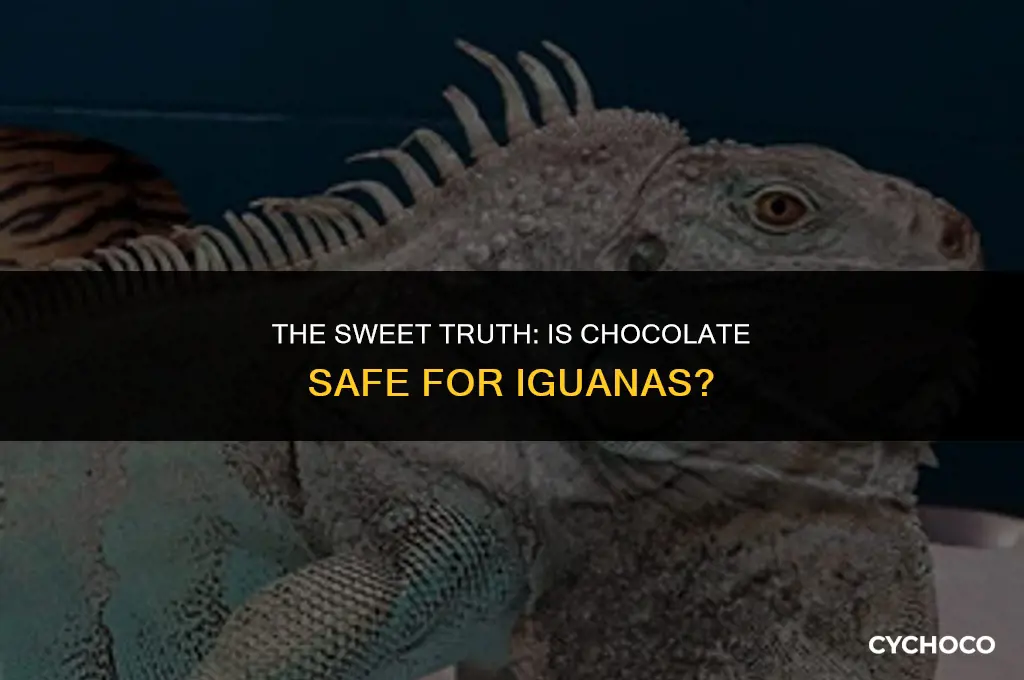 is chocolate bad for iguanas