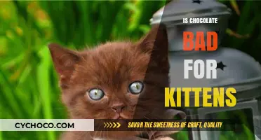 The Sweet Danger: Why Chocolate is Harmful to Kittens
