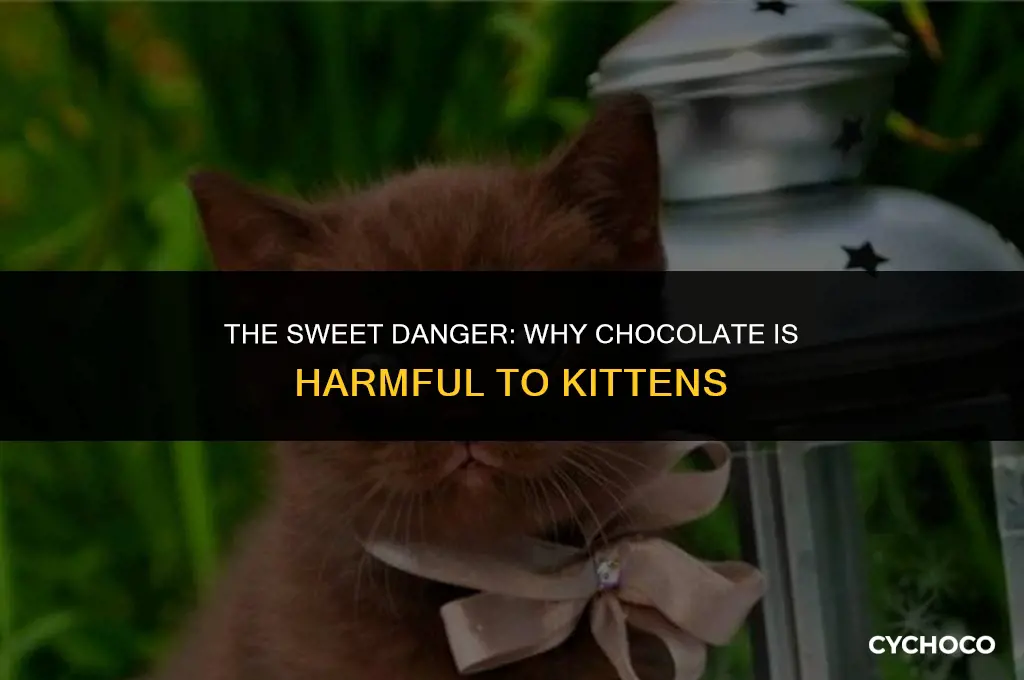 is chocolate bad for kittens