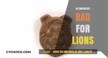 The Sweet Deception: Why Chocolate is a Lion's Worst Nightmare