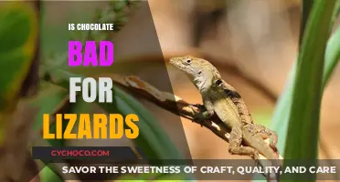 The Sweet Deception: Why Chocolate is a No-Go for Lizards