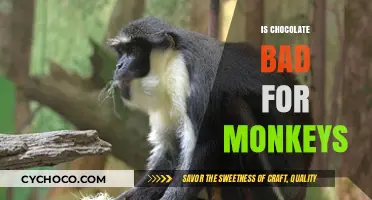 The Sweet Deception: Why Chocolate is Harmful to Monkeys