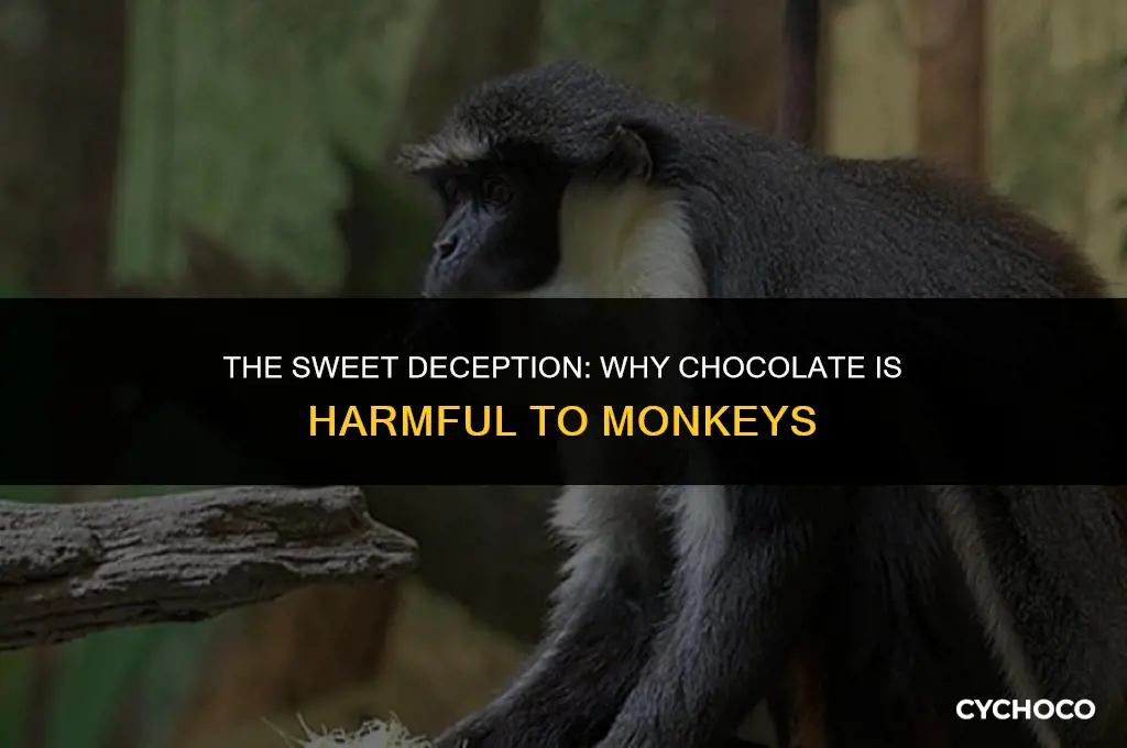 is chocolate bad for monkeys