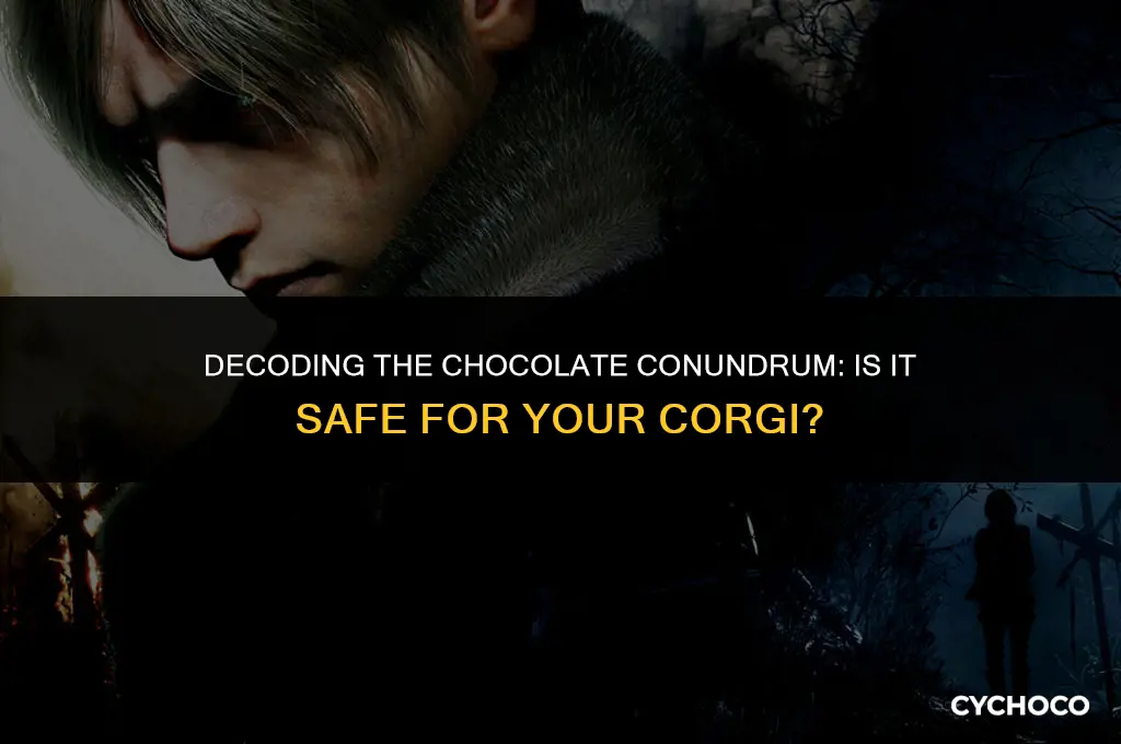 is chocolate bad for my corgi