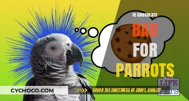 The Sweet Deception: Why Chocolate is a No-No for Parrots
