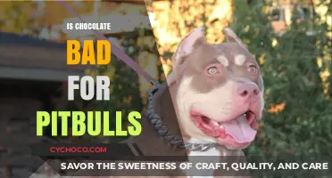 The Sweet Truth: Is Chocolate Safe for Pitbulls?