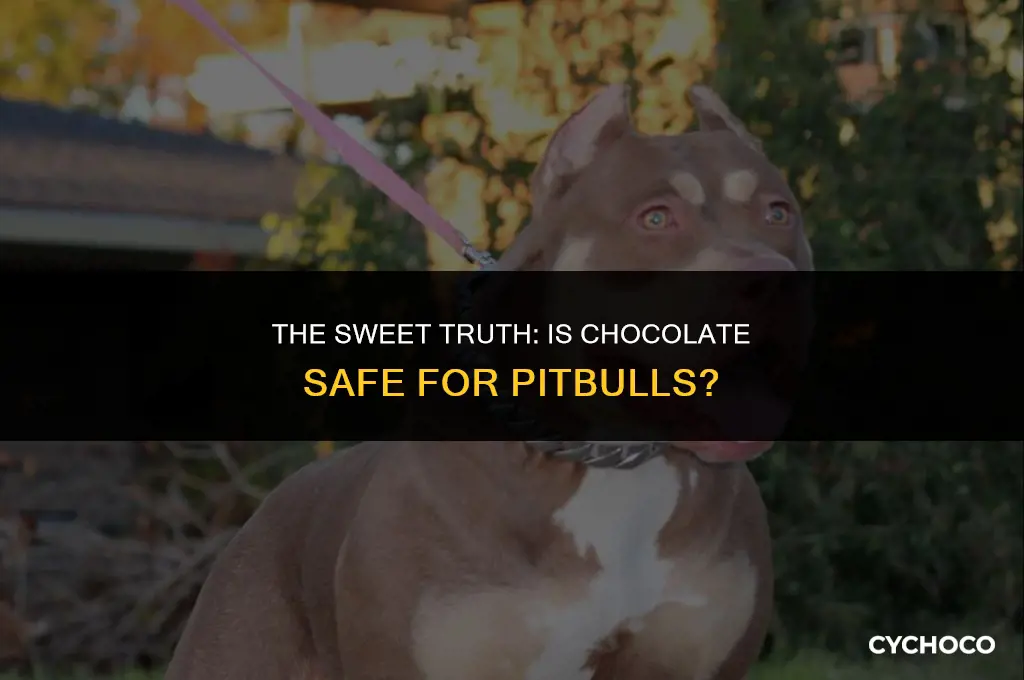 is chocolate bad for pitbulls