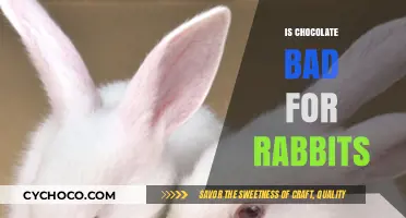 Is Chocolate Safe for Rabbits? Debunking Myths and Risks