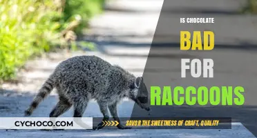 Is Chocolate Safe for Raccoons? Risks and Health Concerns Explained