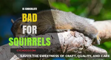 Is Chocolate Safe for Squirrels? Uncovering the Sweet Truth