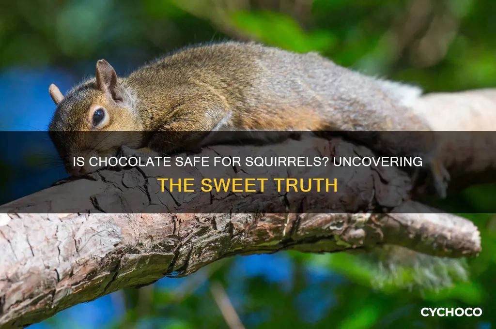 is chocolate bad for squirrels