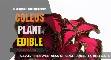Can You Eat Chocolate-Covered Cherry Coleus? A Tasty Myth Debunked