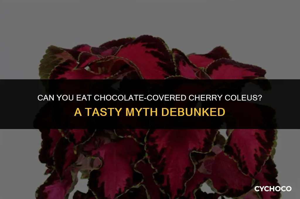 is chocolate covered cherry coleus plant edible
