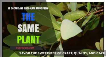 Cocaine vs. Chocolate: Unveiling the Shared Origins of Two Contrasting Substances