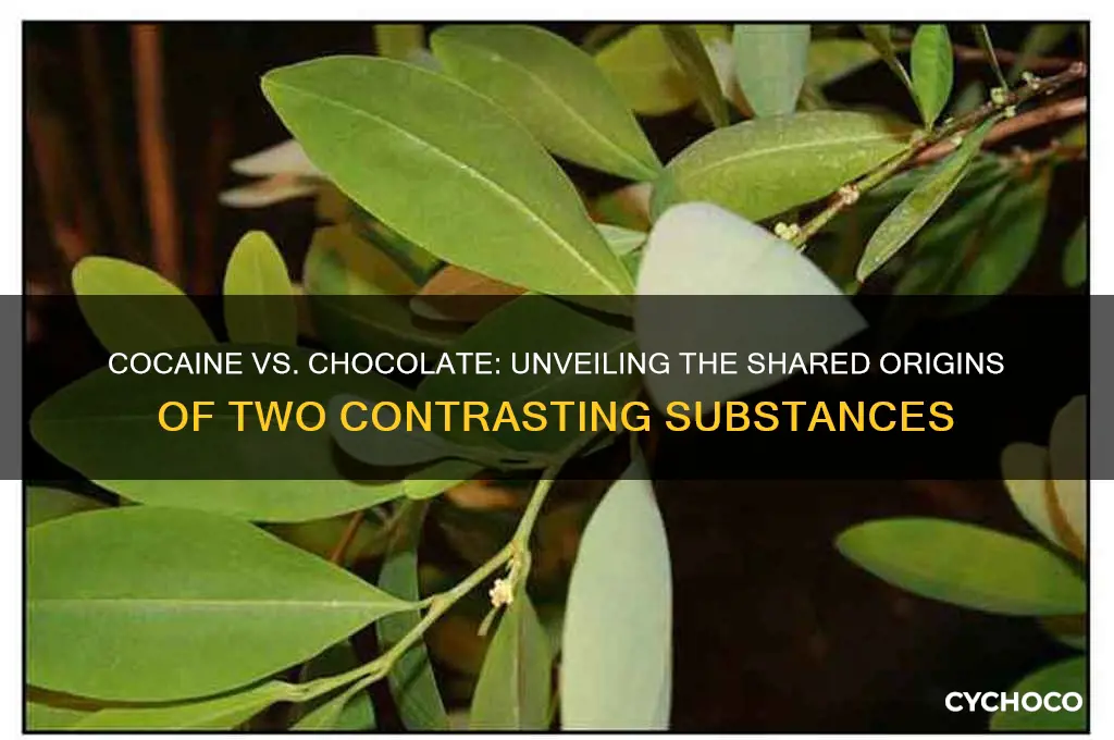 is cocane and chocolate made from the same plant