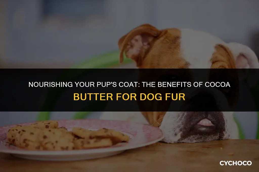 is cocoa butter good on dogs fur