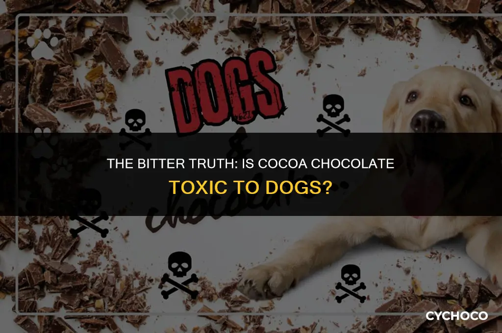 is cocoa chocolate bad for dogs