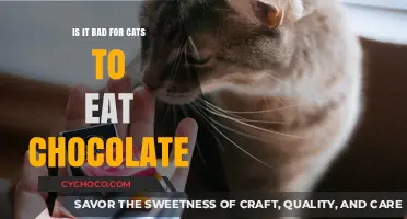 The Sweet Danger: Why Chocolate is Toxic to Cats