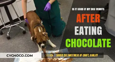 Should You Worry If Your Dog Vomits After Eating Chocolate?