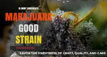 Is Mint Chocolate Marijuana Strain Worth Trying? A Detailed Review
