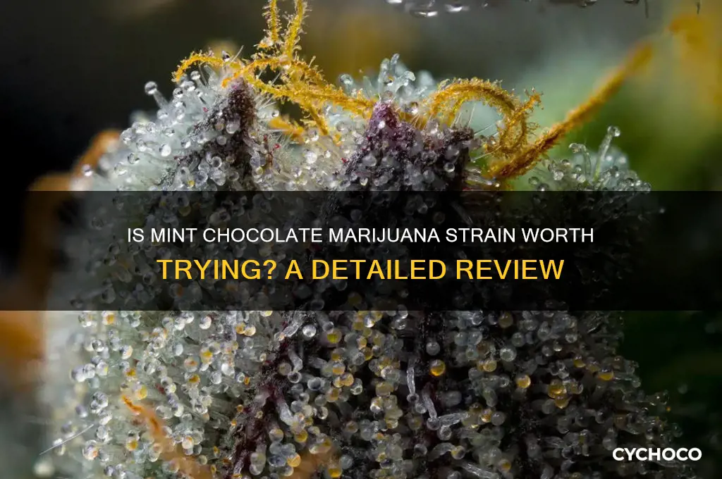 is mint chocolate marajuana good strain