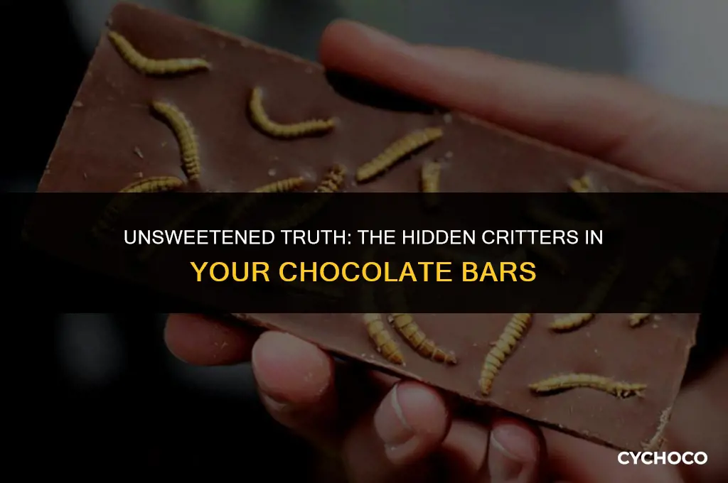 is there bugs in chocolate bars