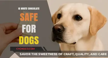 Can Dogs Enjoy White Chocolate? A Pet Owner's Guide