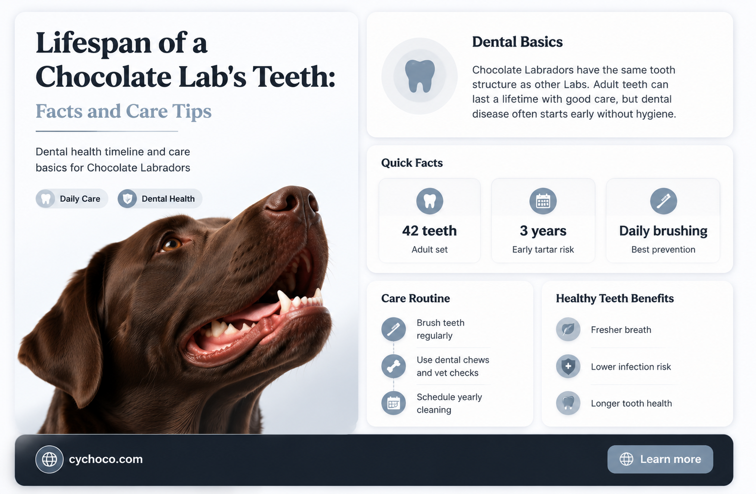 how long do chocolate labs teeth