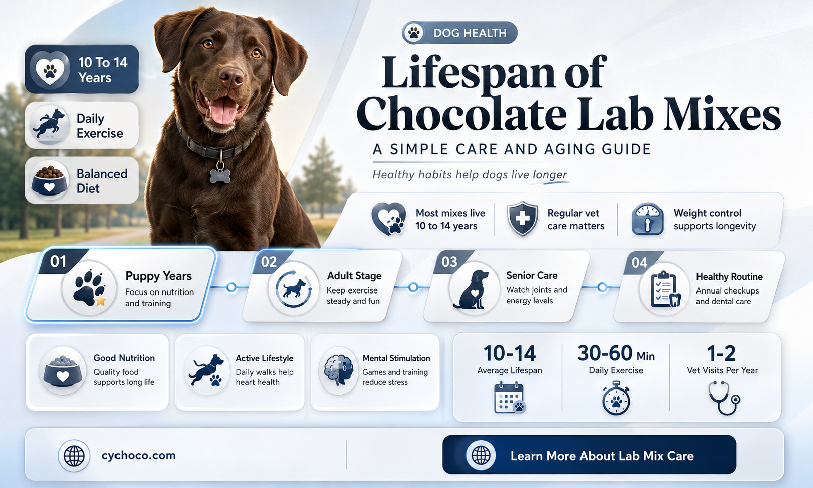 how long do chocolate lab mixes live