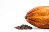 other cocoa