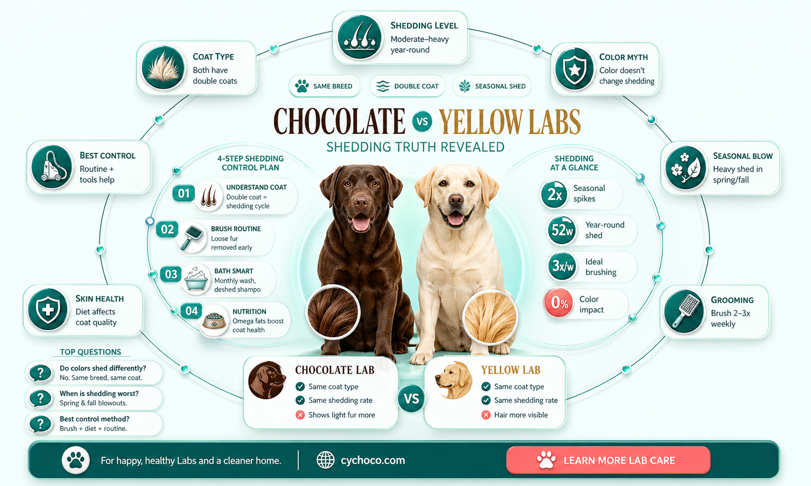 do chocolate labs shed as much as yellow labs