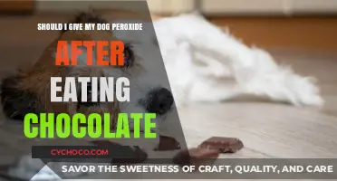 Chocolate Poisoning in Dogs: Peroxide as a Remedy? What to Know