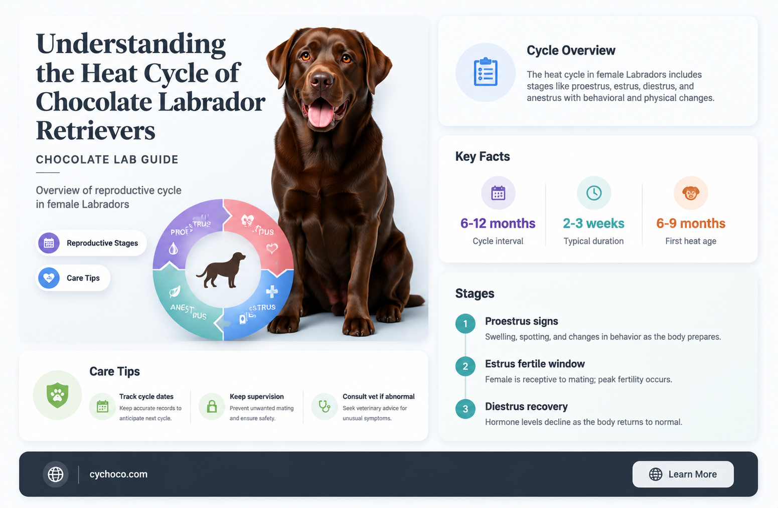 how long do chocolate labs stay in heat