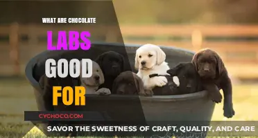 Unlocking the Joys: How Chocolate Labs Enrich Our Lives