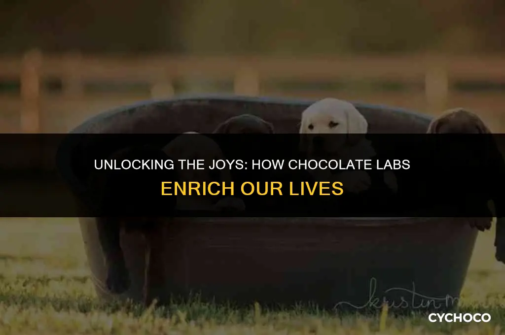 what are chocolate labs good for
