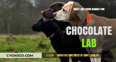 Sweet Names for Your Chocolate Lab: A Delicious Guide