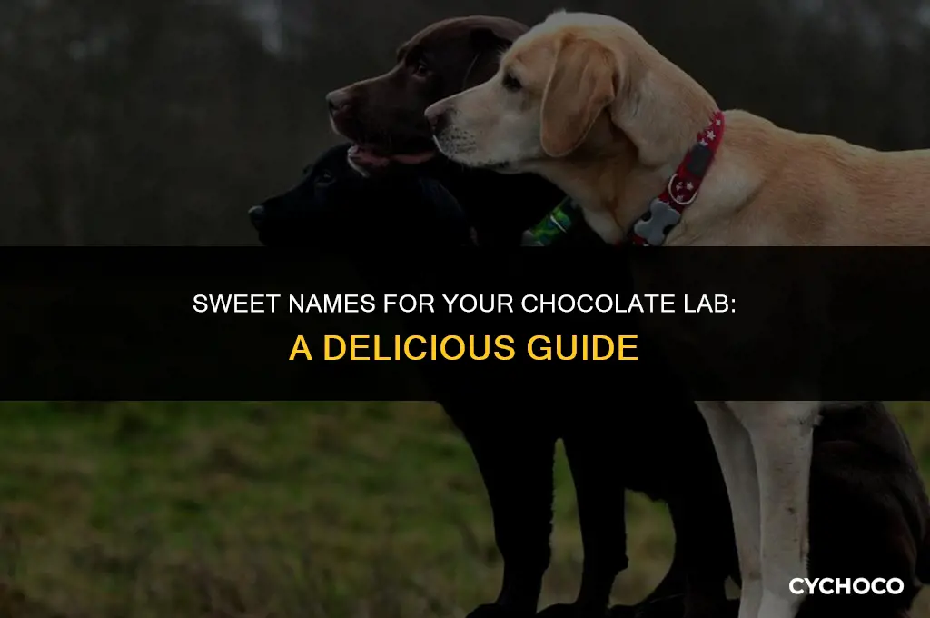 what are good names for a chocolate lab