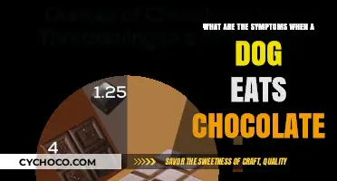 Chocolate Toxicity in Dogs: Recognizing the Warning Signs